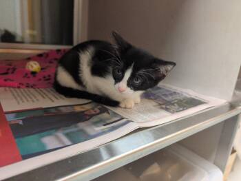 Miley -  Domestic Short Hair Cat for Adoption in Rowlett, Texas - Miley | PetCurious