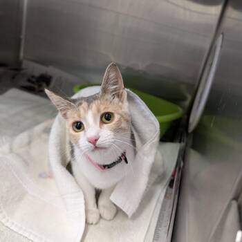 Domestic Short Hair Cats Available for Adoption - Blossom | PetCurious