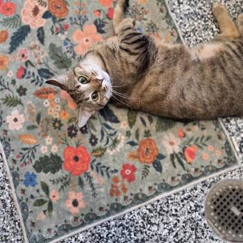 Domestic Medium Hair Cats Available for Adoption in Palmetto, Florida - CEASAR | PetCurious