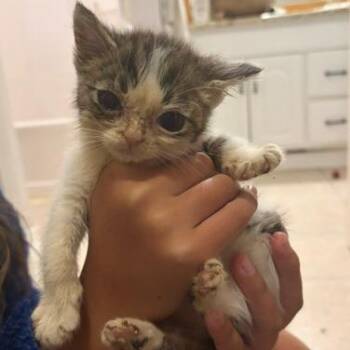 Georgina -  Domestic Short Hair Cat for Adoption in Sandy Springs, Georgia - Georgina | PetCurious