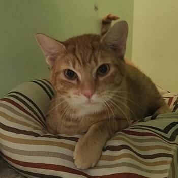 Tangerine -  Domestic Short Hair Cat for Adoption in Charleston, South Carolina - Tangerine | PetCurious