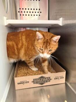 Domestic Short Hair Cats Available for Adoption in Kansas City, Missouri - Fred | PetCurious