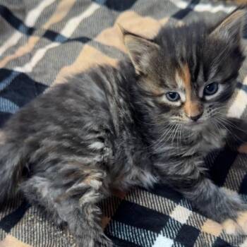 Espresso -  Domestic Medium Hair Cat Available for Adoption in Naperville, Illinois - Espresso | PetCurious