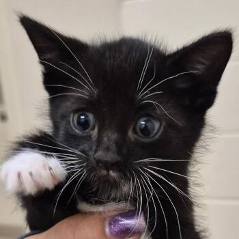 Oreo -  Domestic Short Hair Cat for Adoption in Lake Panasoffkee, Florida - Oreo | PetCurious