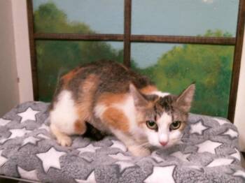 Domestic Short Hair Cats Available for Adoption in Houston, Texas - KITTY | PetCurious