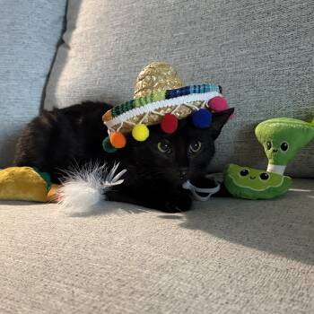 Domestic Short Hair Cats Available for Adoption in Austintown, Ohio - Paco  | PetCurious