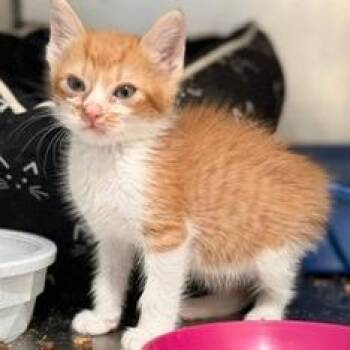 E.T. (Nicholas Jones) -  Domestic Short Hair Cat for Adoption in Cumming, Georgia - E.T. (Nicholas Jones) | PetCurious