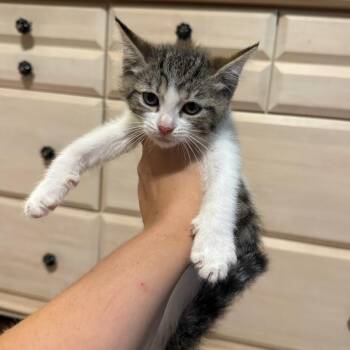 Abby -  Domestic Short Hair Cat for Adoption in Granville, Ohio - Abby | PetCurious