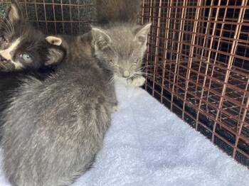 Rescue Domestic Short Hair Cats for Adoption in Long Beach, California - EDNA | PetCurious