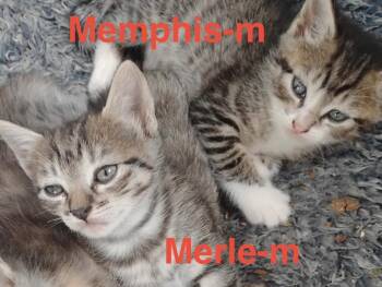 Tabby and Domestic Short Hair Cats Available for Adoption in Brookhaven, Mississippi - Memphis 26 | PetCurious