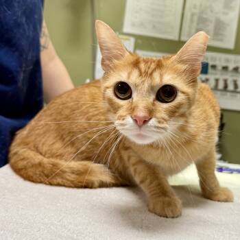 Rescue Domestic Short Hair Cats for Adoption in Baltimore, Maryland - Michi | PetCurious