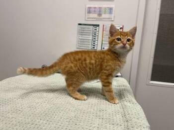 Owen -  Domestic Short Hair Cat for Adoption in Kansas City, Missouri - Owen | PetCurious