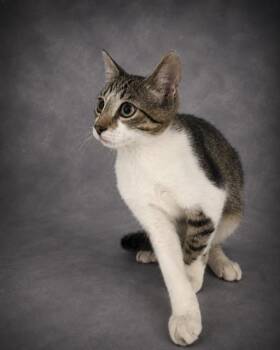 PERCY -  Domestic Short Hair Cat for Adoption in Winter Haven, Florida - PERCY | PetCurious