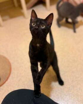 Rocky and Bullwinkle -  Domestic Short Hair Cat for Adoption in Fremont, Michigan - Rocky And Bullwinkle | PetCurious