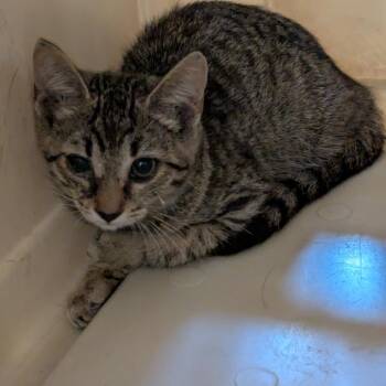 Coco Krispies -  Domestic Short Hair Cat for Adoption in Lynchburg, Virginia - Coco Krispies | PetCurious