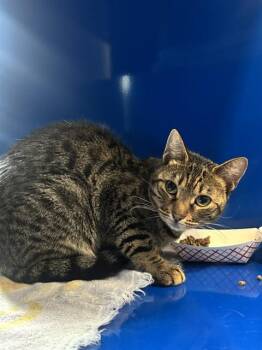 REGINA -  Domestic Short Hair Cat for Adoption in Westminster, Maryland - REGINA | PetCurious