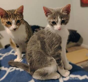 Ines -  Tabby Cat for Adoption in Fort Myers, Florida - Ines | PetCurious