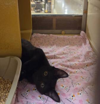 Cinder Shewman (curious loving kitten and brother to Marshmellow -  Domestic Short Hair Cat for Adoption in Stowe, Pennsylvania - Cinder Shewman (curious Loving Kitten And Brother To Marshmellow | PetCurious
