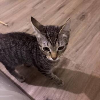 Gamora -  Domestic Short Hair Cat for Adoption - Gamora | PetCurious