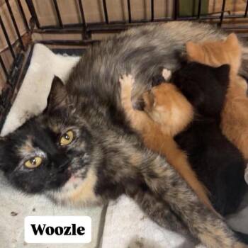 Woozle -  Domestic Short Hair Cat for Adoption in Buffalo, Minnesota - Woozle | PetCurious