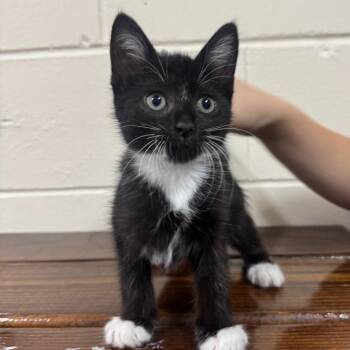 Domestic Short Hair Cats Available for Adoption in Middleburg, Florida - Puggle 28440 | PetCurious