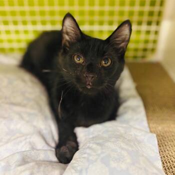 Angus -  Domestic Medium Hair Cat for Adoption in Woodbury, New Jersey - Angus | PetCurious