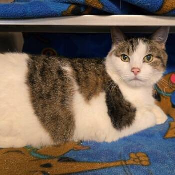 Domestic Short Hair Cats Available for Adoption in Watertown, Wisconsin - Baby | PetCurious