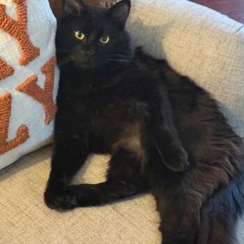 Domestic Long Hair Cats Available for Adoption in Quinton, Alabama - Venom | PetCurious