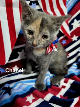 Chanel -  Domestic Short Hair Cat for Adoption in Delray, West Virginia - Chanel | PetCurious