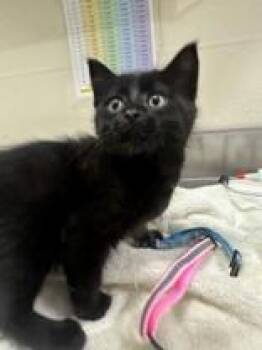 Meat Stick -  Domestic Short Hair Cat for Adoption in Manitowoc, Wisconsin - Meat Stick | PetCurious