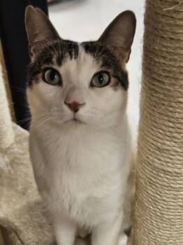 Rescue Domestic Short Hair Cats for Adoption in Encinitas, California - Lou | PetCurious