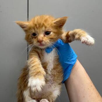 Peanut Butter -  Domestic Medium Hair Cat for Adoption in Columbiana, Alabama - Peanut Butter | PetCurious