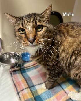 Rescue Bengal Cats for Adoption in Windsor, Connecticut - Misha | PetCurious