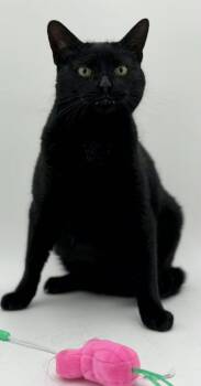 Domestic Short Hair Cats Available for Adoption in Bowling Green, Kentucky - Pitch | PetCurious