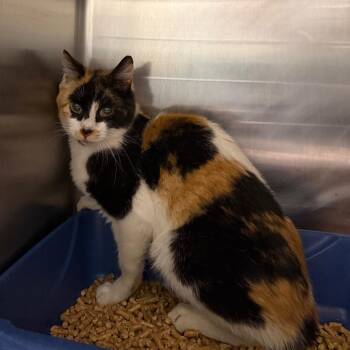 Saffy -  Domestic Short Hair Cat for Adoption in Cody, Wyoming - Saffy | PetCurious