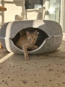 Winston -  Domestic Short Hair Cat for Adoption in Coachella, California - Winston | PetCurious