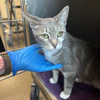 Robin -  Domestic Short Hair Cat for Adoption in Council Bluffs, Iowa - Robin | PetCurious