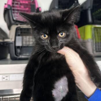 Donatello -  Domestic Medium Hair Cat for Adoption in Matteson, Illinois - Donatello | PetCurious