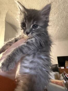 Rescue Domestic Long Hair Cats for Adoption in Albuquerque, New Mexico - Periwinkle | PetCurious