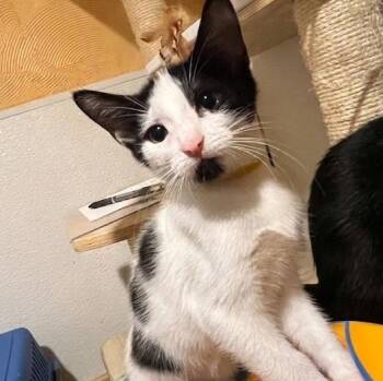 Spots 8529 -  Domestic Short Hair Cat for Adoption in Boca Raton, Florida - Spots 8529 | PetCurious