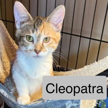 Cleopatra -  Domestic Short Hair Cat for Adoption in Saginaw, Michigan - Cleopatra | PetCurious