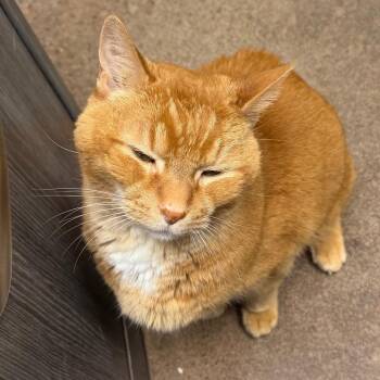 Kitty Baby -  Domestic Short Hair Cat for Adoption in Chattanooga, Tennessee - Kitty Baby | PetCurious