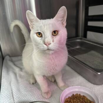Domestic Short Hair Cats Available for Adoption in Austin, Texas - Untitled Document | PetCurious