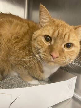 Rescue Domestic Short Hair Cats for Adoption in West Chester, Pennsylvania - Sabine FKA Mary | PetCurious