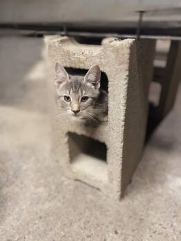 Rescue Domestic Short Hair Cats for Adoption in West Lawn, Pennsylvania - Cinder | PetCurious