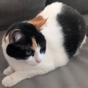 Domestic Short Hair Cats Available for Adoption - Cleo | PetCurious