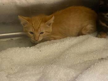 PETUNIA -  Domestic Medium Hair Cat for Adoption in Tustin, California - PETUNIA | PetCurious