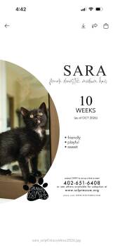 Sara -  Domestic Medium Hair Cat for Adoption in Wahoo, Nebraska - Sara | PetCurious