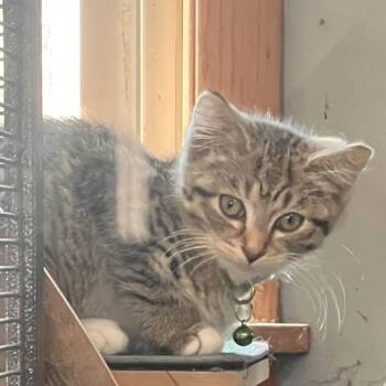 Talisman -  Domestic Short Hair Cat for Adoption - Talisman | PetCurious