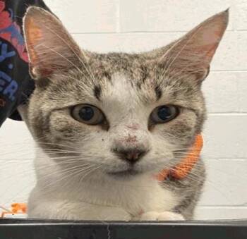 Curtis -  Domestic Short Hair Cat for Adoption in Cincinnati, Ohio - Curtis | PetCurious